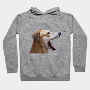 dog Hoodie